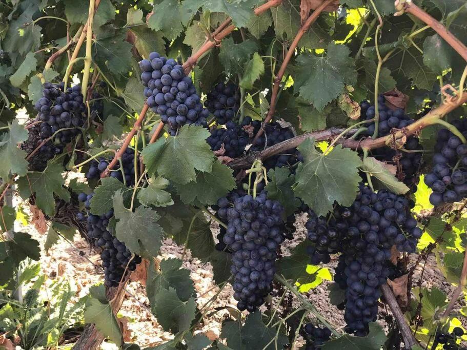 Gites En B&B Le Clos De La Cerise Châteauneuf-du-Pape 외부 사진